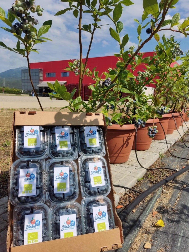 DCT Trading, teknolojik tarım yatırımlarıyla büyümeyi hedefliyor